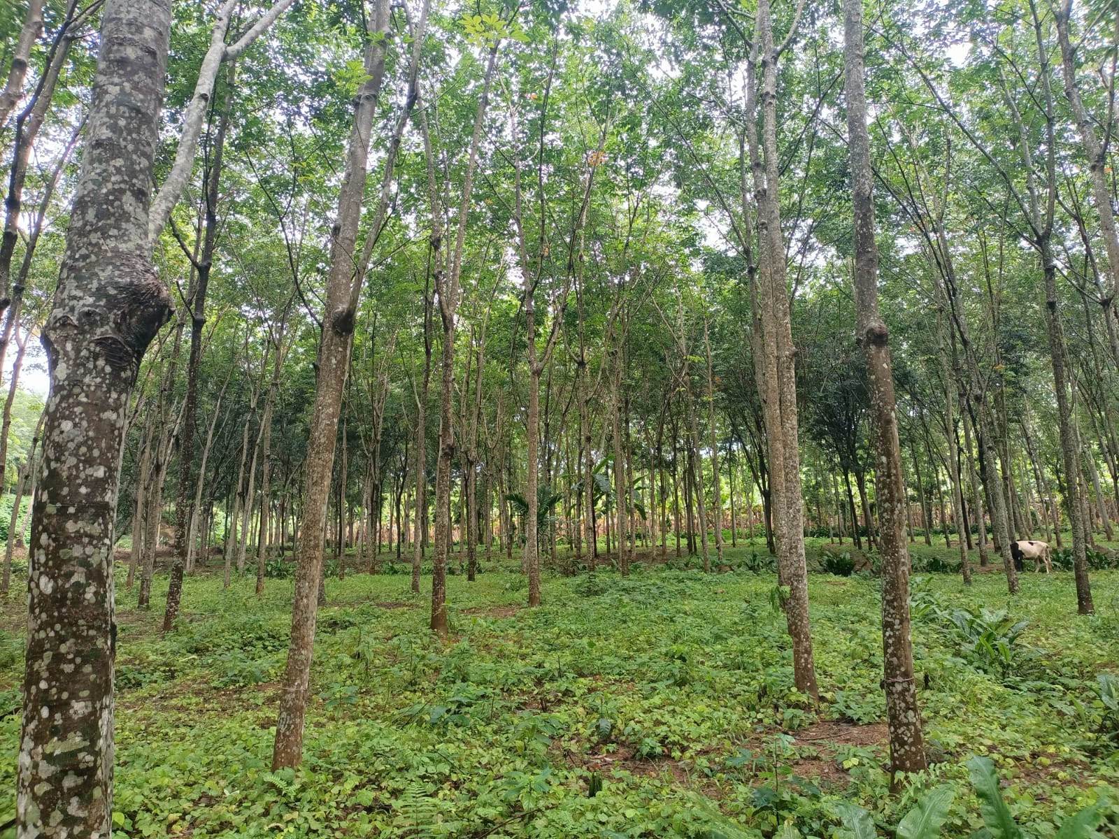 1.50 acres Agriculture Land((Rubber Trees) for sale in Netta