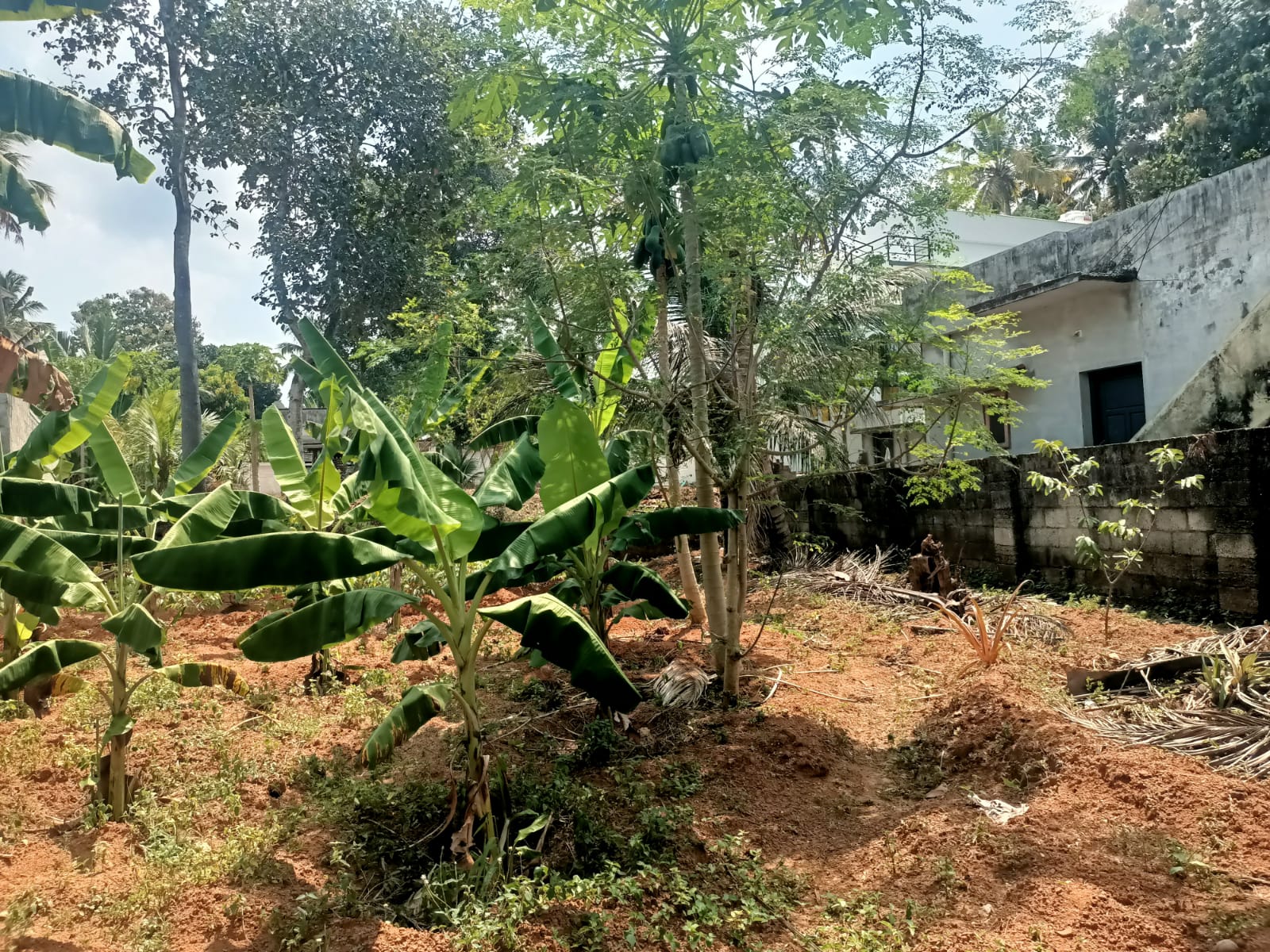 10 Cent Residential Plot For Sale In Pacode