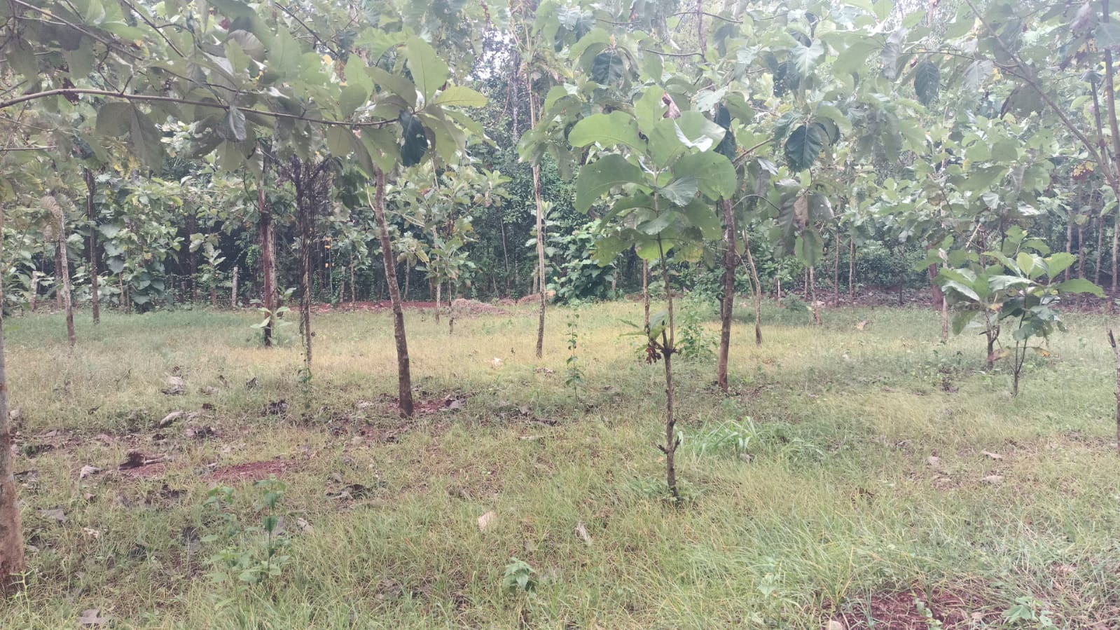 12 Cent Residential Plot for sale in Palloor-Kannanvilai