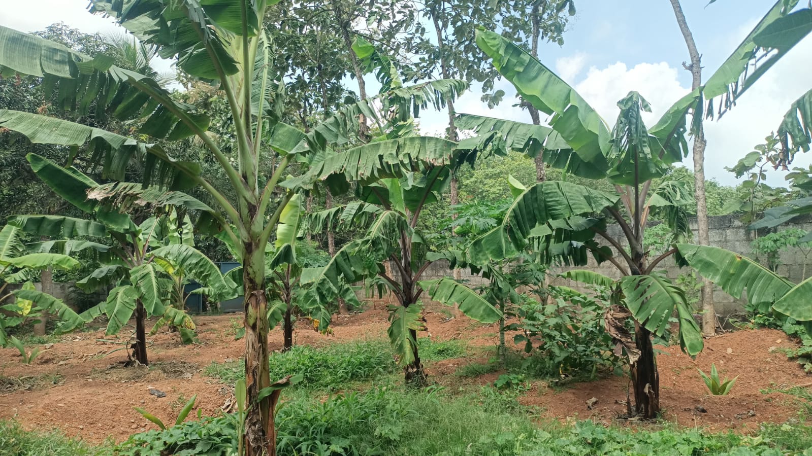 15.50 Cent Residential plot for sale in Azhagiyamandabam