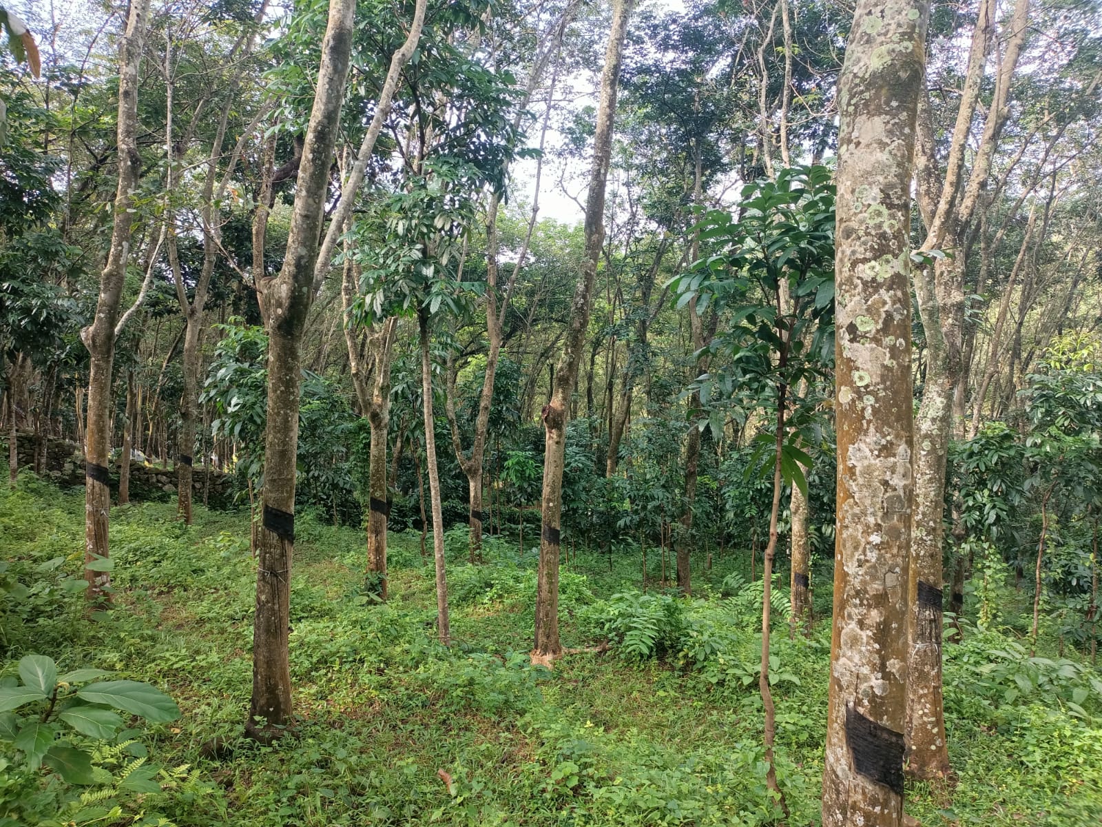 1 Acre  10 cent Agriculture Land(Rubber Trees) for sale in Maruthamparai