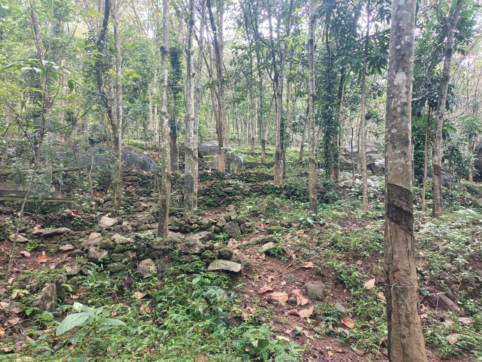 1 acre 5 cent Agriculture Land (Rubber Trees)for sale in Kattuva