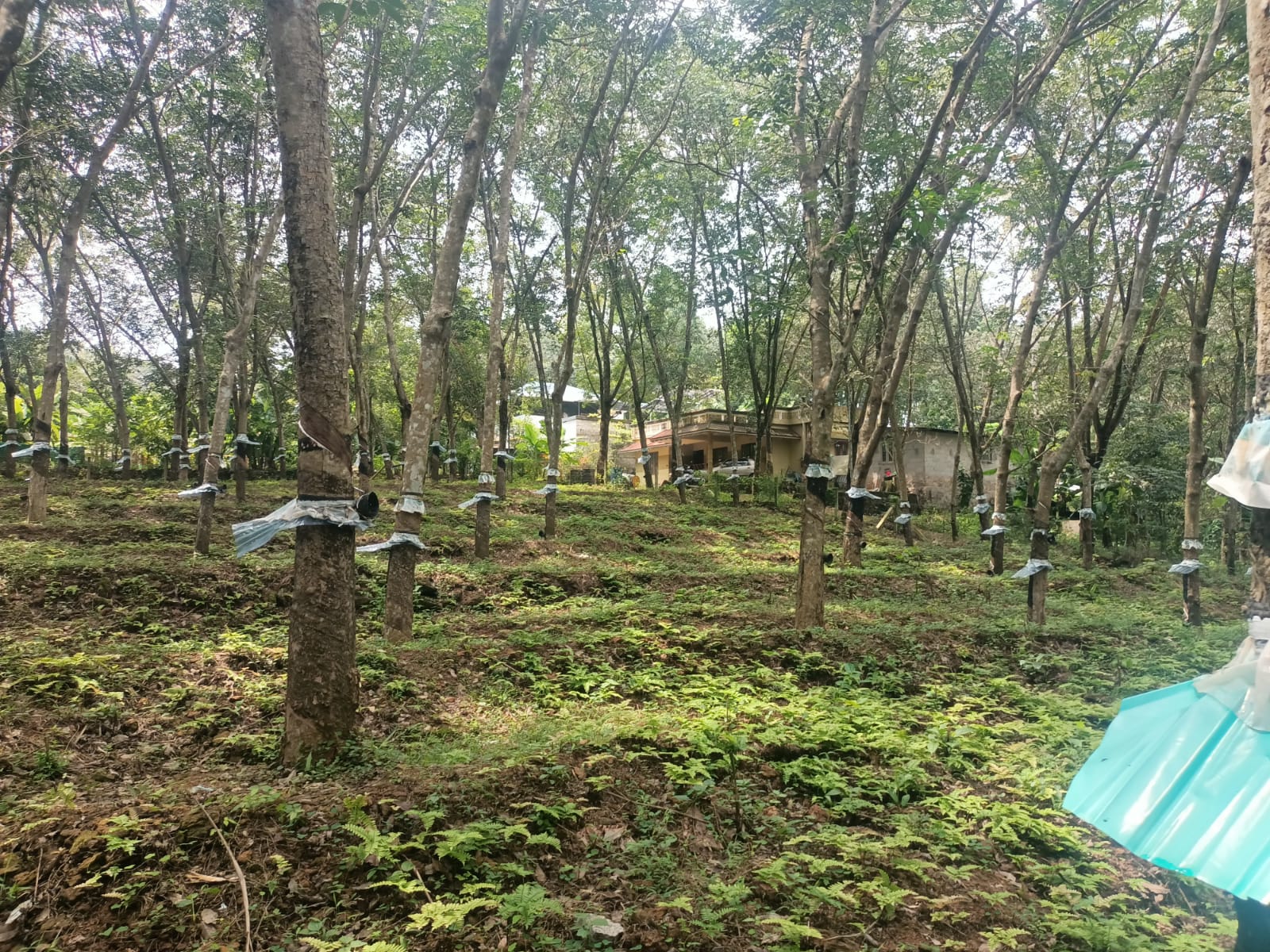 2.50 acres Agriculture Land(Rubber Trees)for sale in Panachamoodu