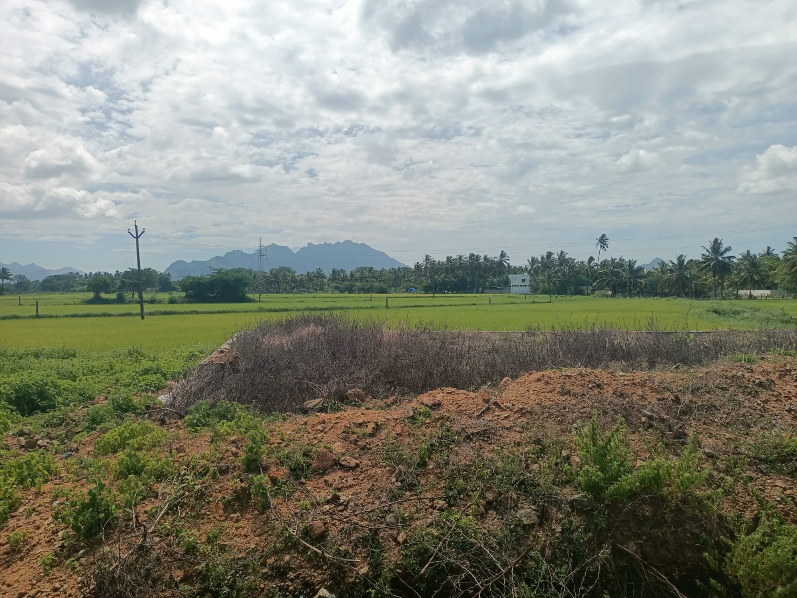 2.50 Cent Residential plot for sale in Sisinthram to Apta Market (4 Lane Road)