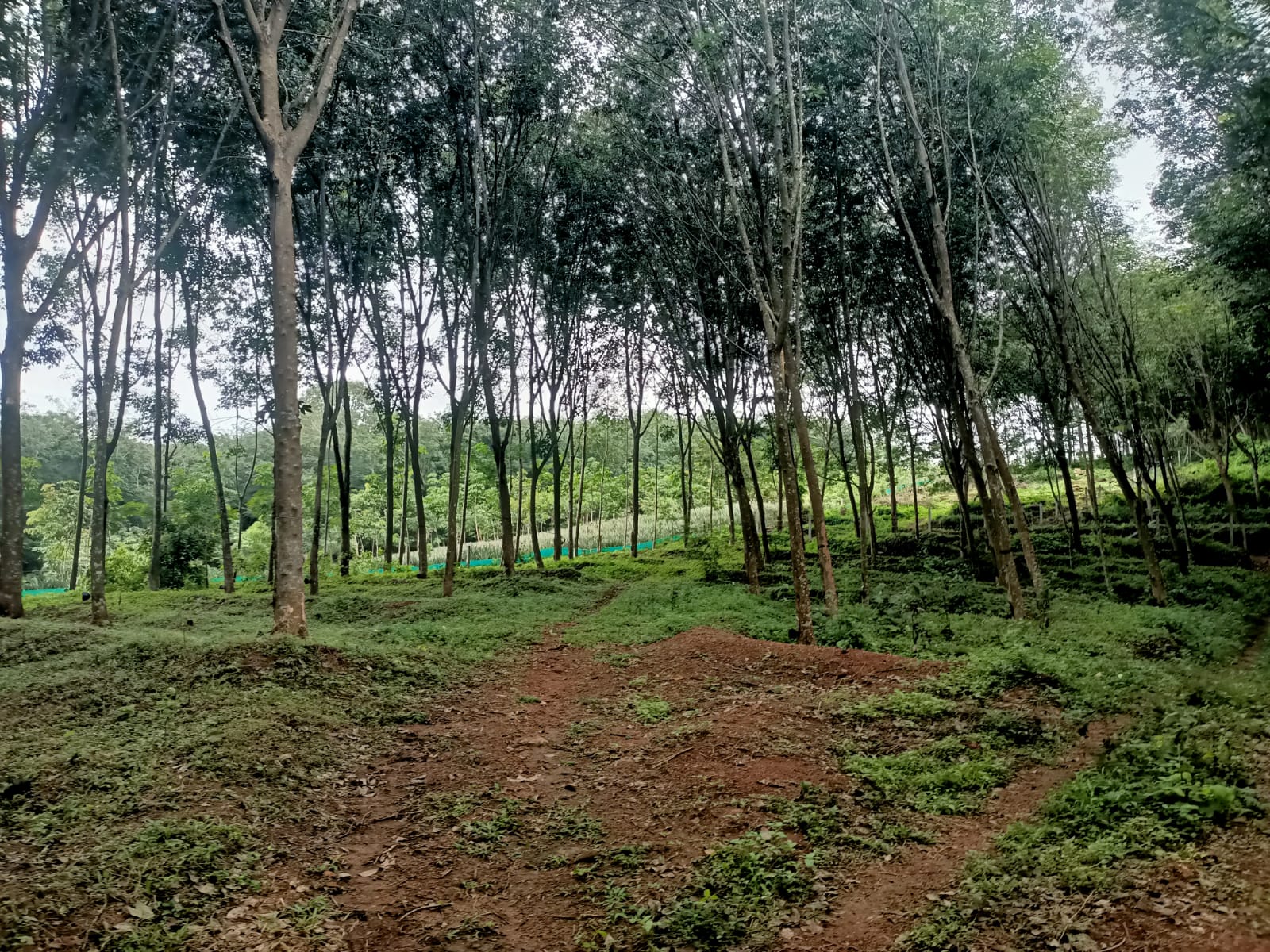 23 cent Agriculture Land for sale in Kaliyal -Kattacha (Kulasekaram to Netta Road)