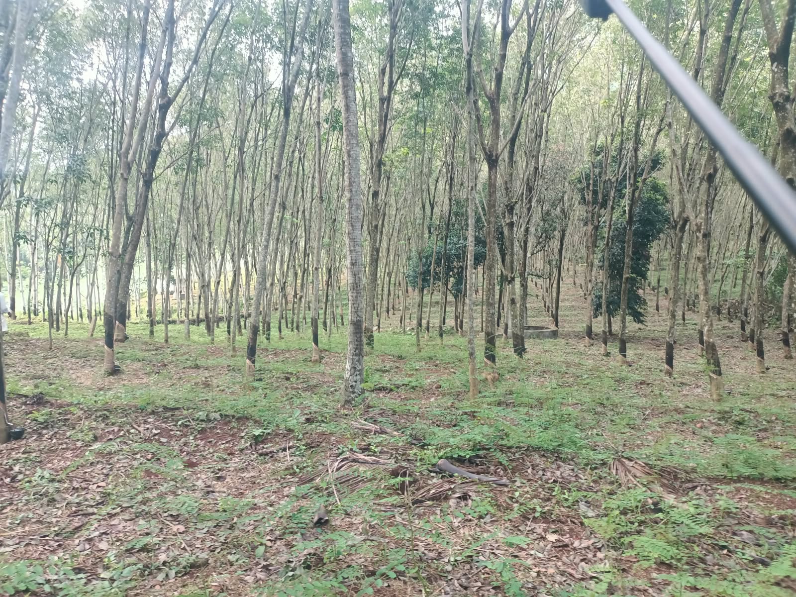 2 acres 50 cent Agriculture Land (Rubber Trees)for sale in Kulasekaram-Mangalam