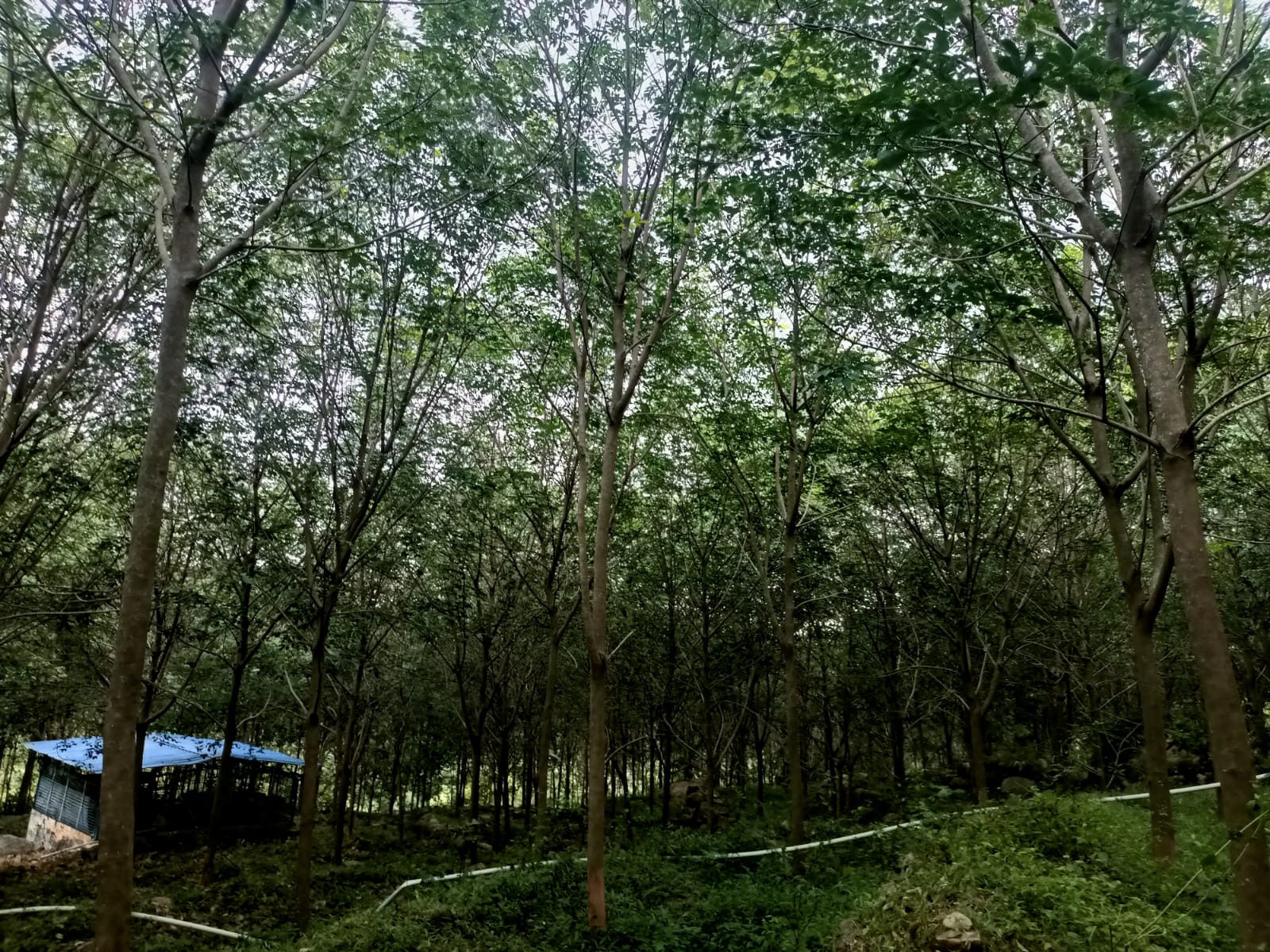 3.50 acres  Agriculture Land (Rubber Trees) for sale in Pannipottai