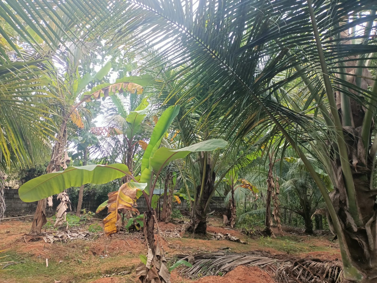 30 cent Agriculture Land(Cocounut &Banana Trees) for sale in Mathicode