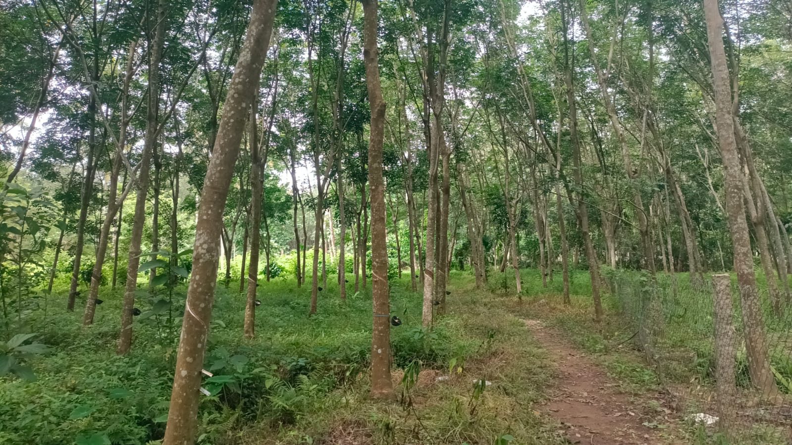 3 acres Agriculture Land((Rubber Trees) for sale in Thadikarankonam