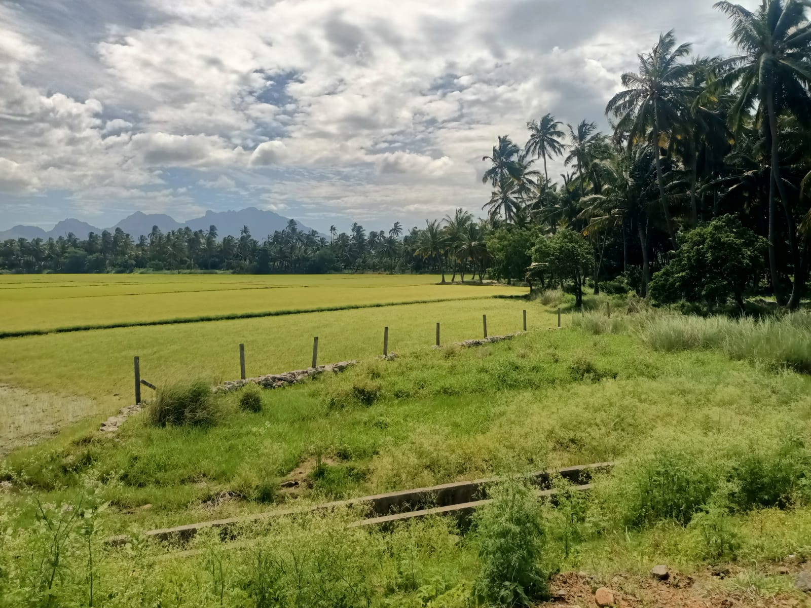 4.50 Cent Residential plot for sale in Sisinthram to Apta Market (4 Lane Road)