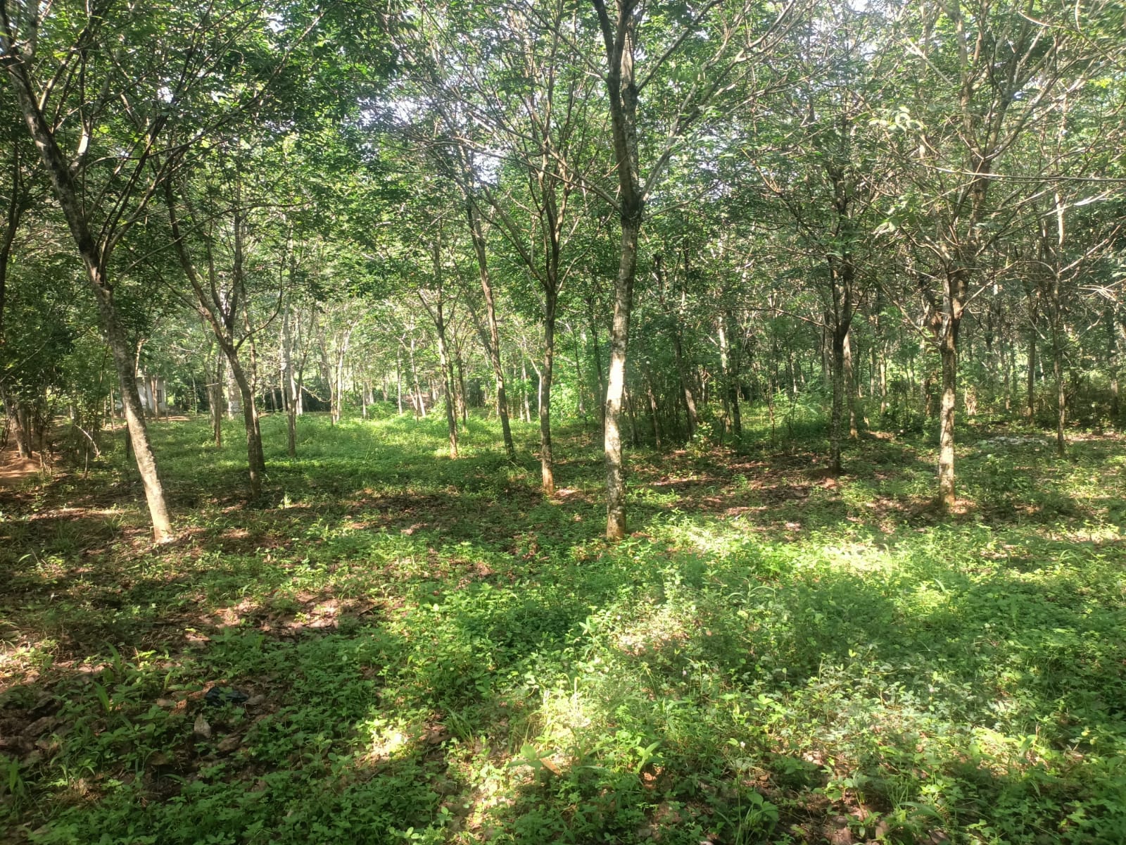 40 Cent Agriculture Land  (Rubber Trees) for sale in Alencholai