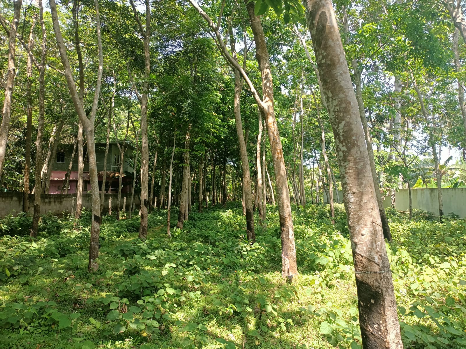 42 Cent Agri (Rubber Trees) & Residential Land for sale in Anchukannukalungu
