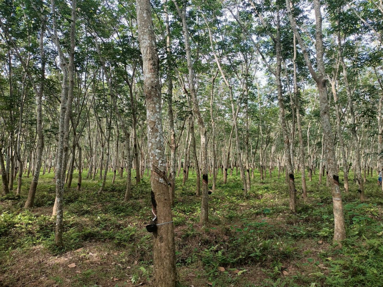 3 acres Agriculture Land((Rubber Trees) for sale in Thadikarankonam
