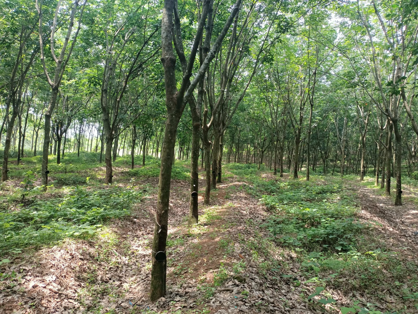 4 Acres  Agriland (Rubber Trees)(3.10 Cent Private Forest ,90 cent Patta)for sale in Kaliyal-Kattacha