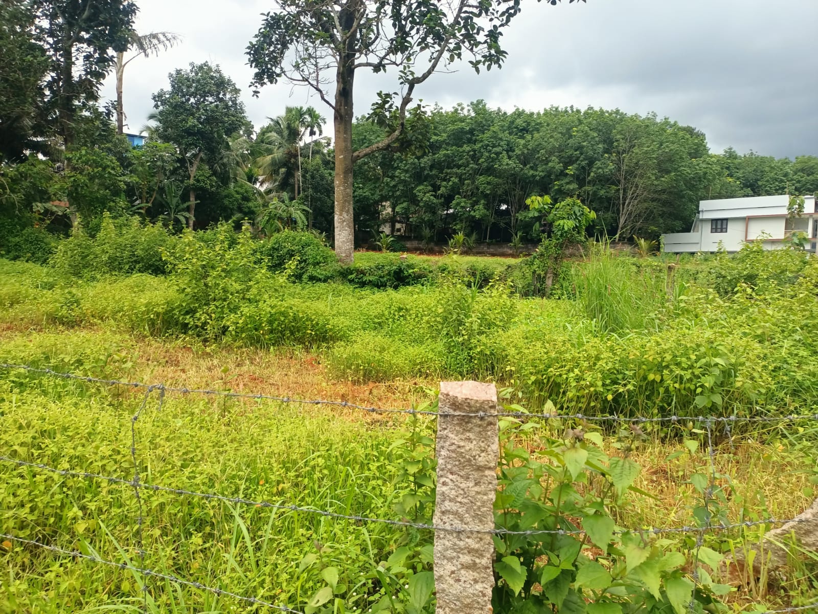 6.50 Cent Residential Plot for sale in  Vellamcode (Near to Arumanai)