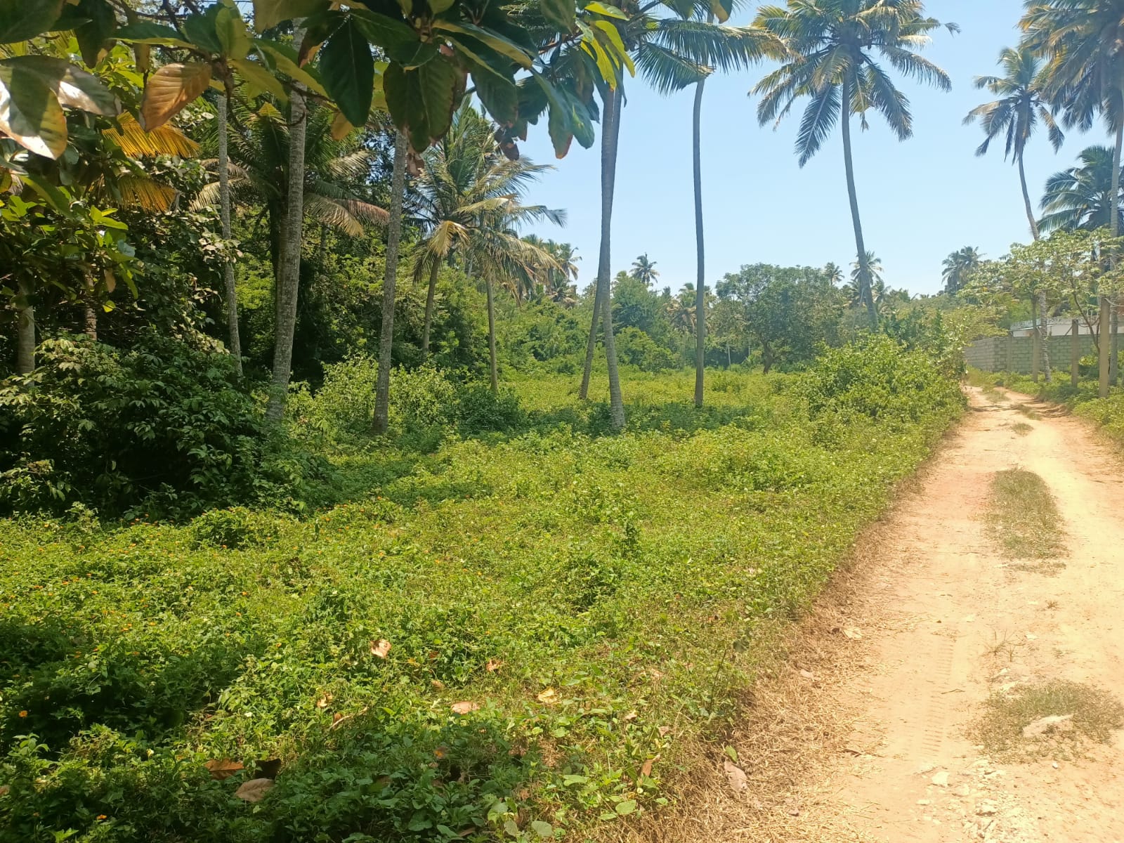 60 Cent Agriland(Coconut Trees) sale in Parthivapuram