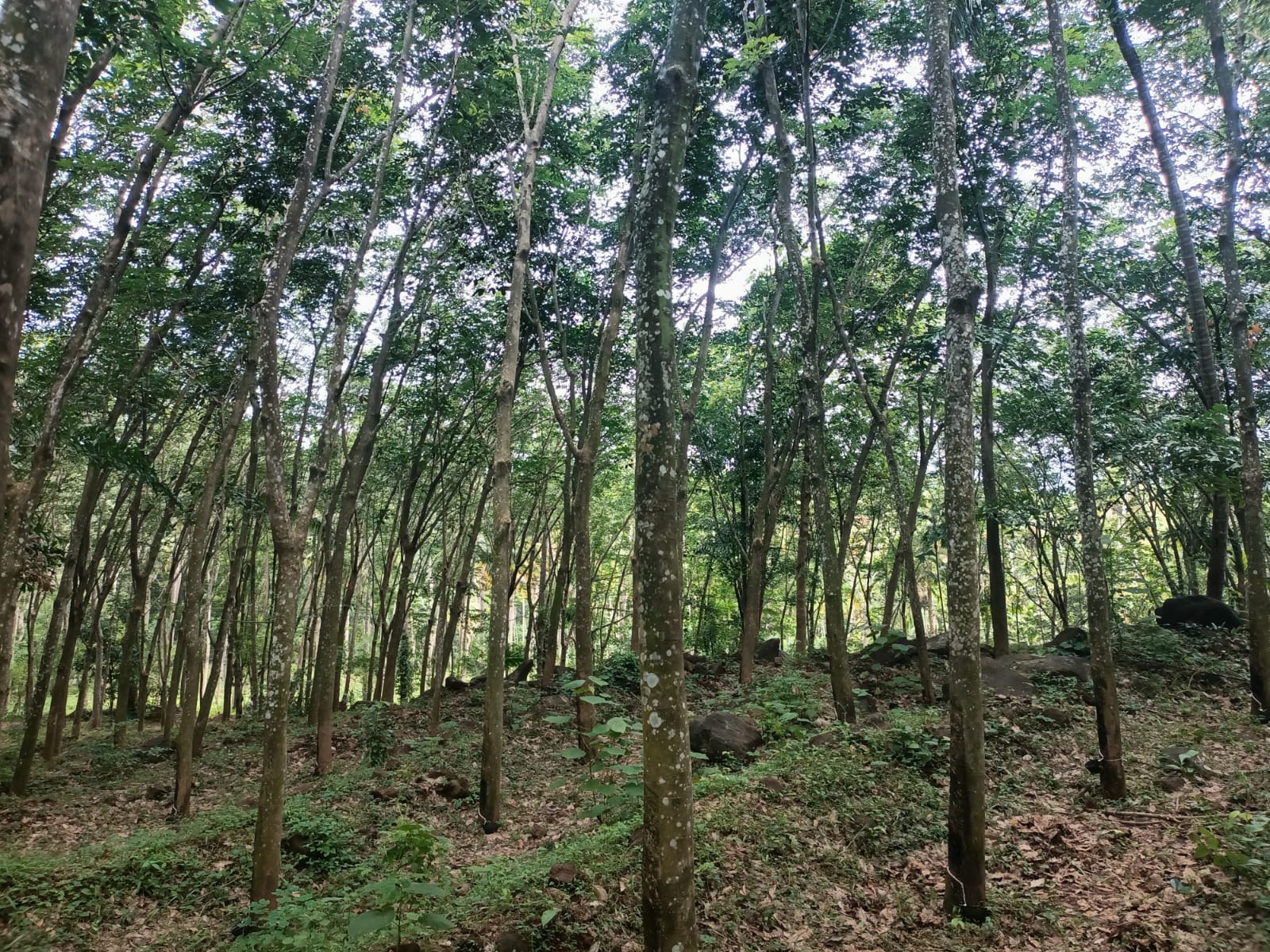 62 acres Agriculture Land (Rubber &coconut Trees)for sale in Thadikarankonam