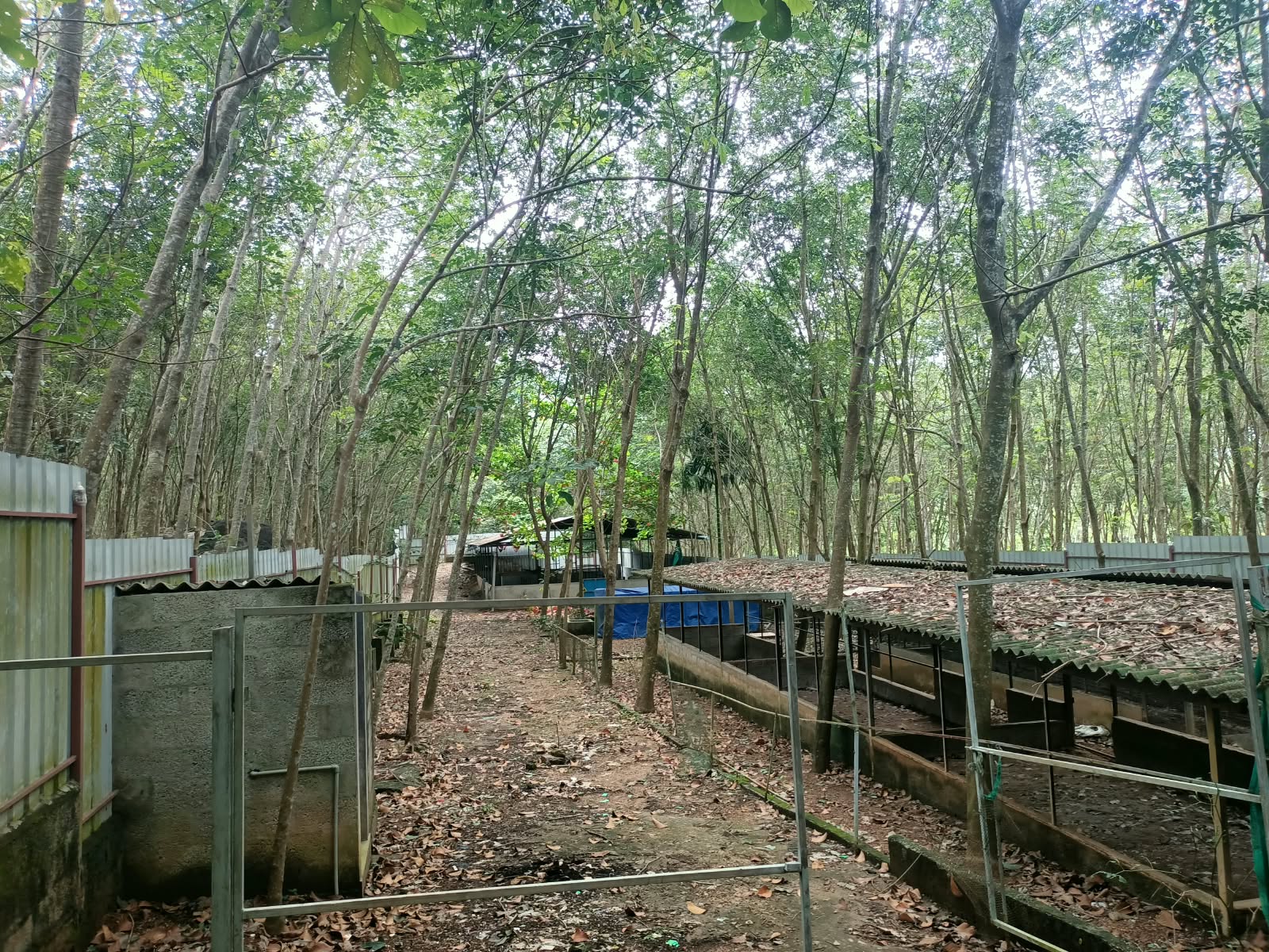 75 Cent Integrated Dairy Farm for sale in Kulasekaram
