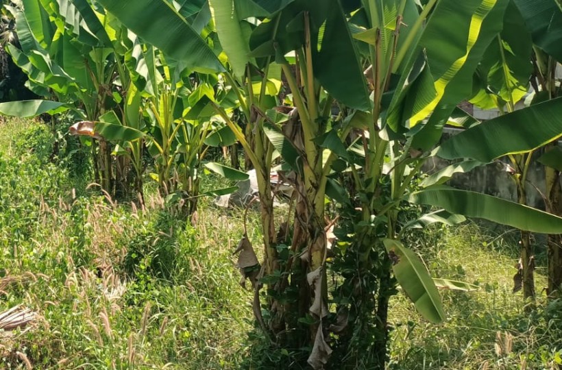 12.50  Cent Residential Plot for sale in Yettacode