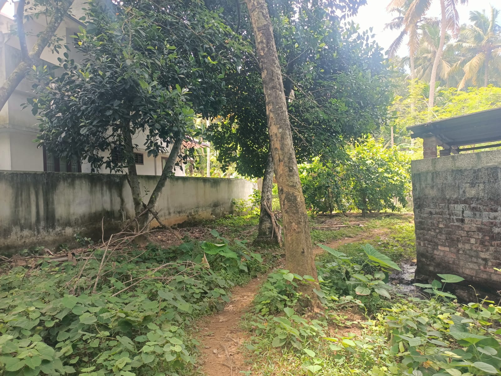 85 Cent Agriculture Land (Rubber Trees) for sale in Kumarapuram