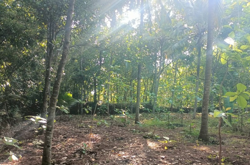 88  Cent Agri (Coconut Trees) & Residential Land for sale in Midalakadu