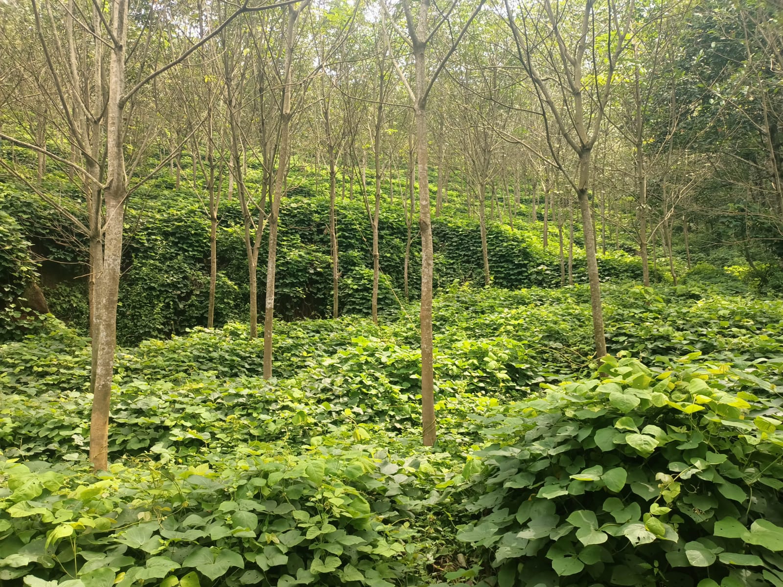 8 acres Agriculture Land For Sale In Panachamoodu