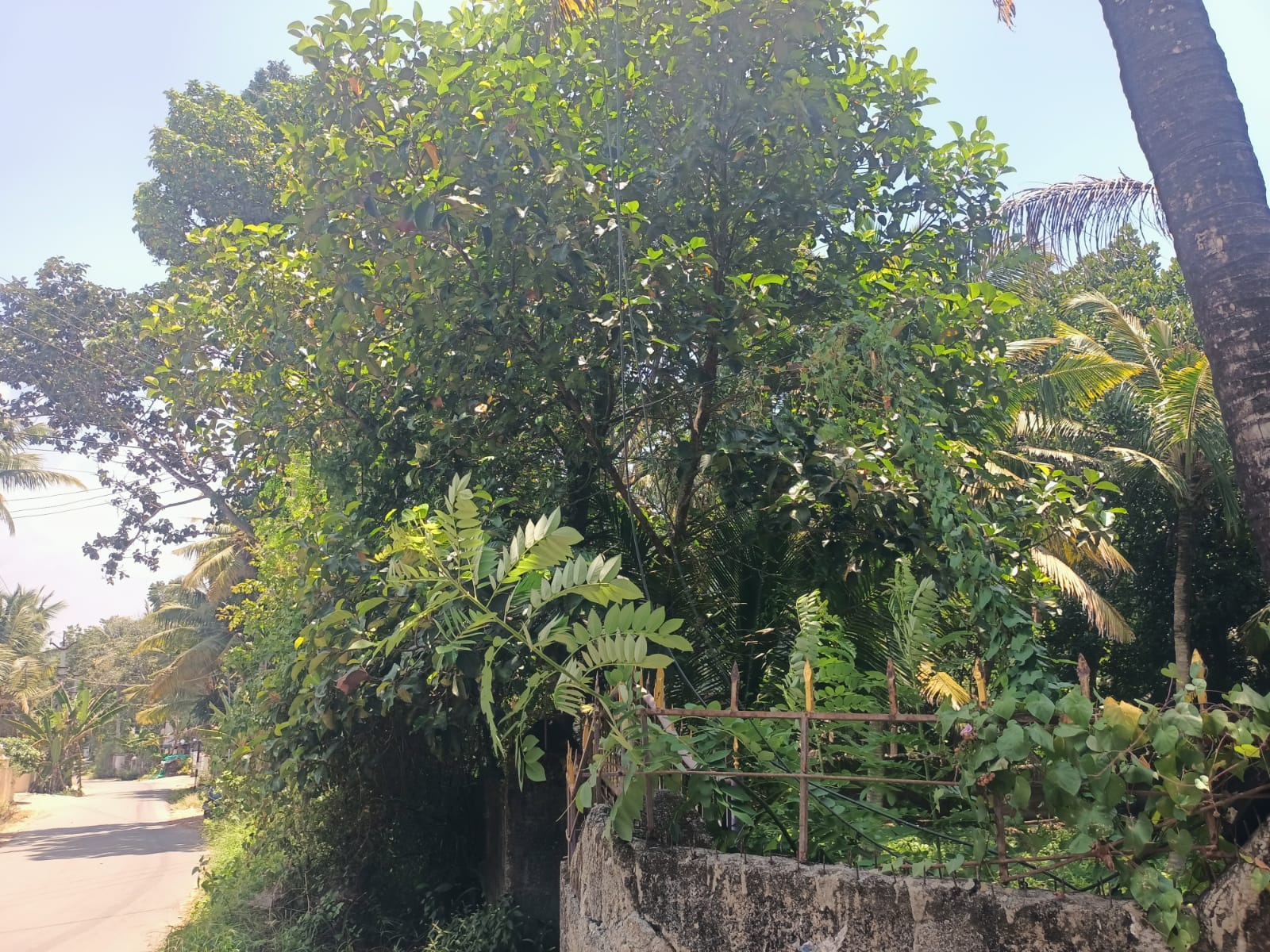 90 cent Residential plot for sale in Saral Mukku -Alencode