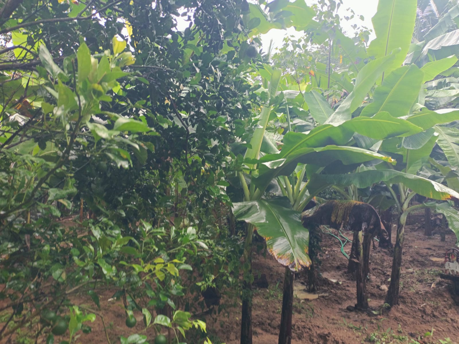 1.50 acres Agriculture Land((Banana Trees) for sale in Surulacode