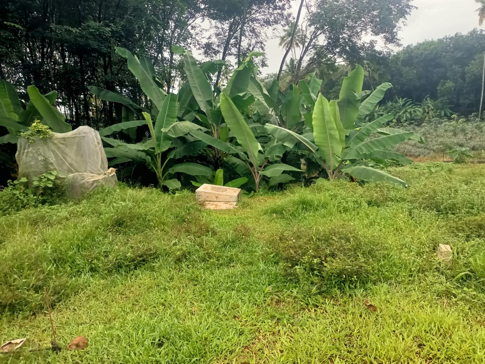 1.50 Cent Residential plot for sale in Manjakonam