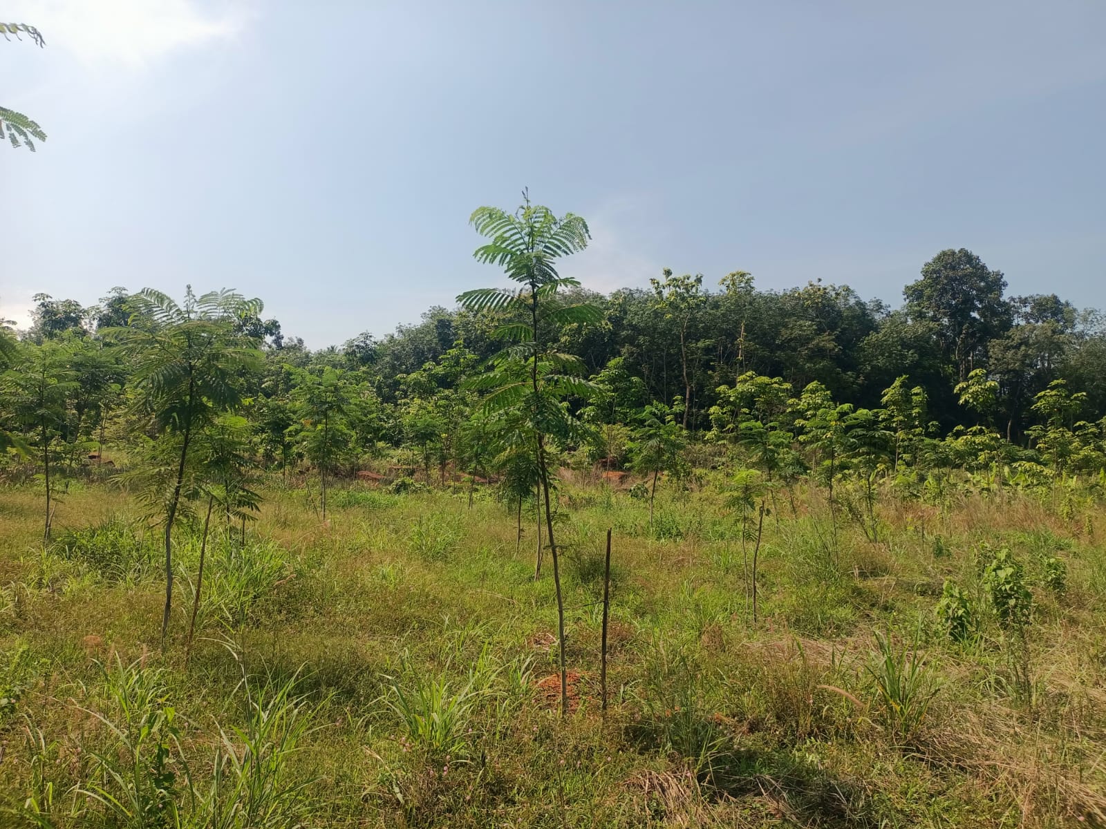 12 Cent Residential Plot for sale in Kadayal