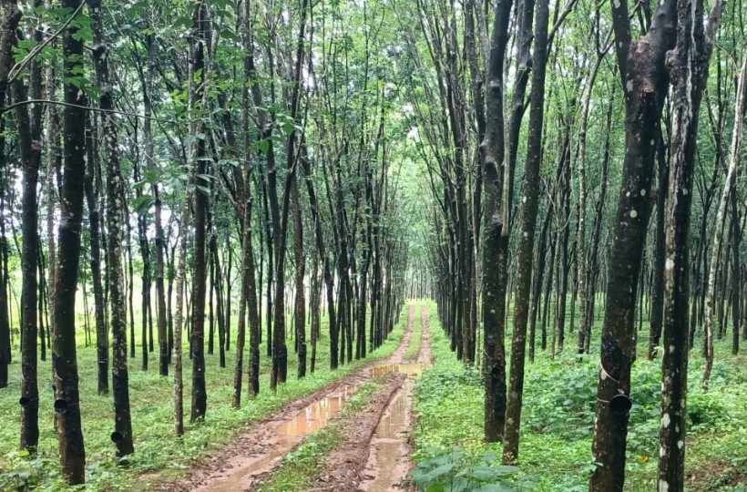 15 Acres Agriland (Rubber Trees), (Private Forest) for sale in Kakachel (Near Pechiparai )