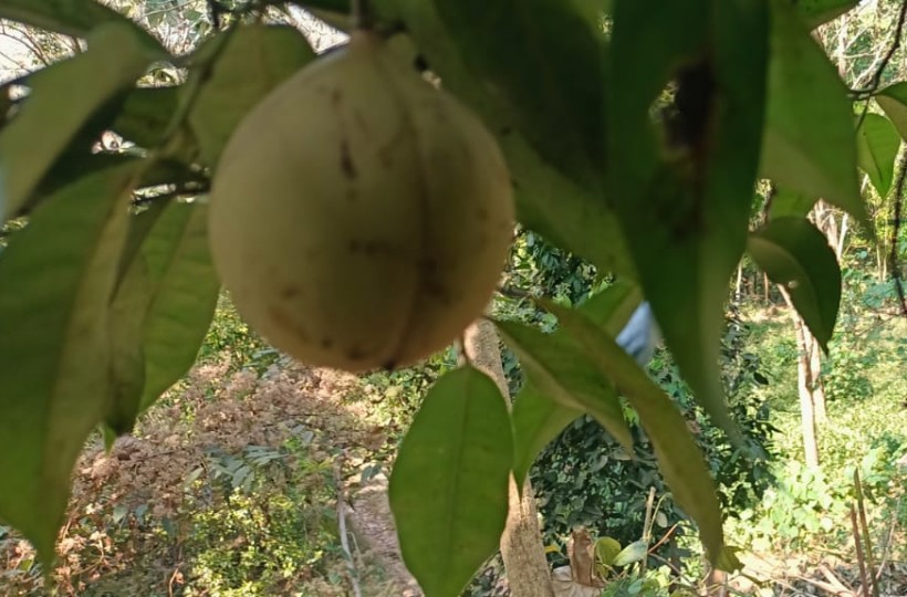 1 acre 74 Cent Agriland (Custard Apple Plant, Areca Nut Trees, etc.) for sale In Kattuva