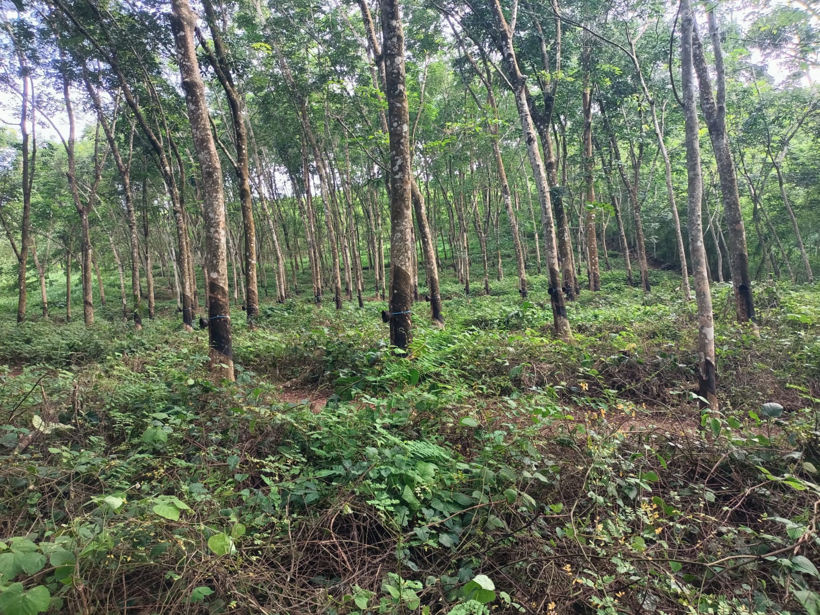 1 Acre 88 cent  Residential Plot for sale in Kaliyal