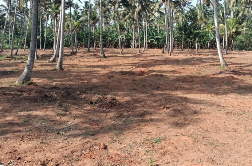 1 Acre Of 50  Cent  Residential  Plot  for sale in  Odayar Vilai