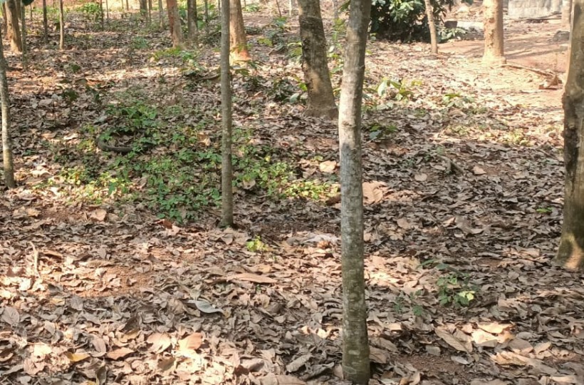 20 Cent Residential Plot for sale in Mayvilagam  (Near Thaiyalumoodu)