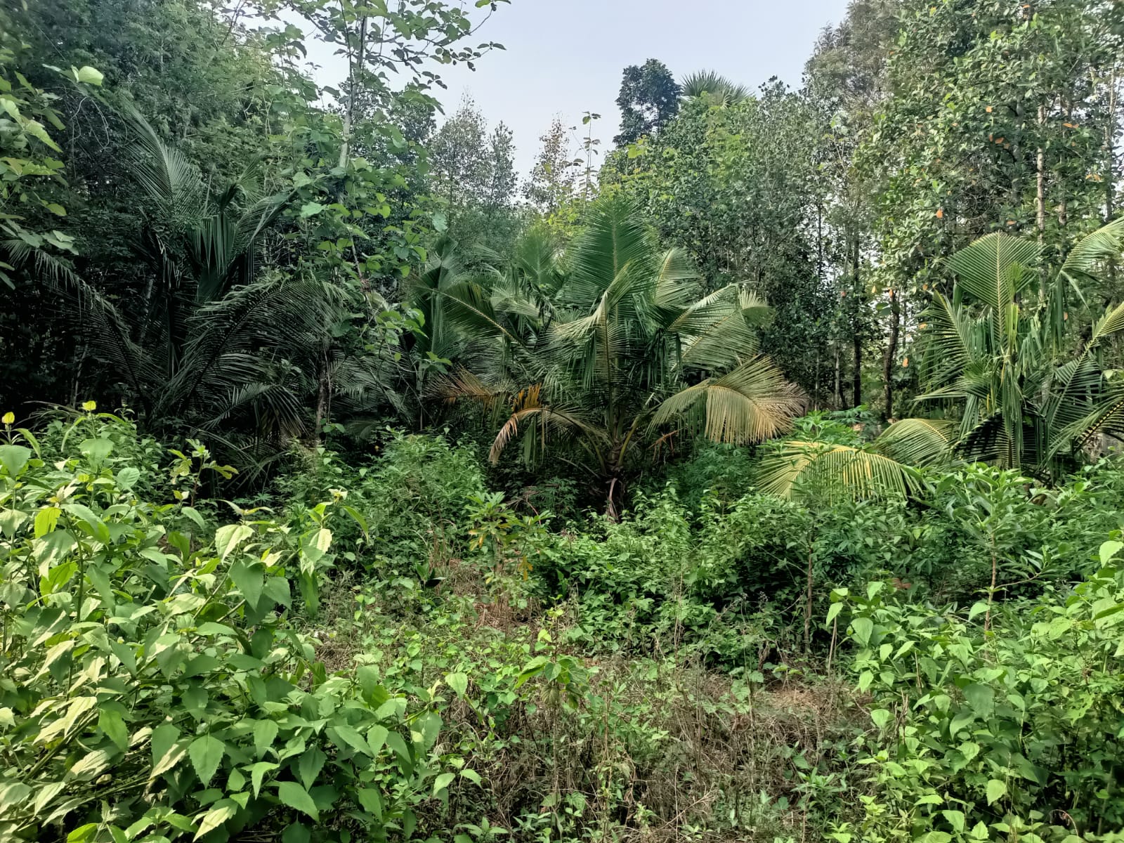 26 Cent  Residential Plot For Sale In Nattalam