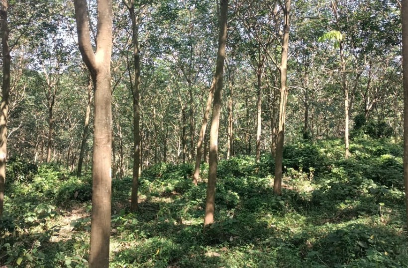 27 acres of Agriland (Rubber Trees) for sale in  Arumanai to Kaliyal Road
