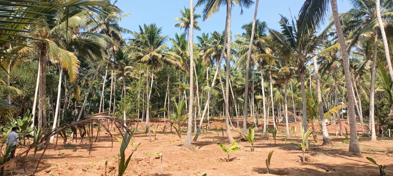 2 Acres 30 cent Coconut Farm for sale in Saralvilai(Virivilai)
