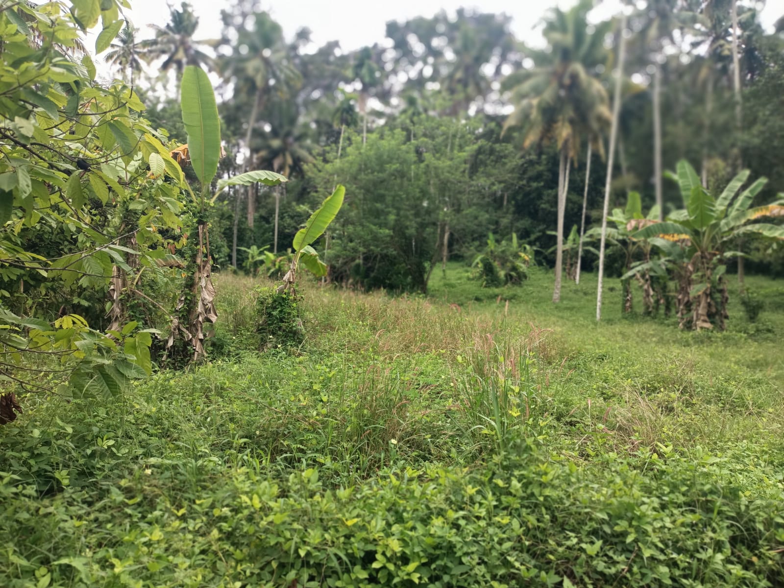 2 Acres 40 Cent Agri (coconut Trees & Banana Trees) & Residential Land for sale in Manjakonam