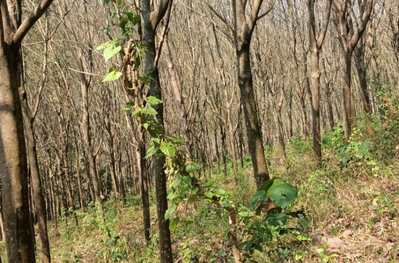 2 Acres Agriland (Rubber Tress) for sale In Kattuva