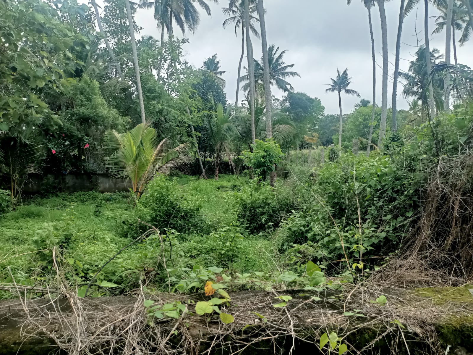 32 Cent Residential Plot For Sale In Mathicode