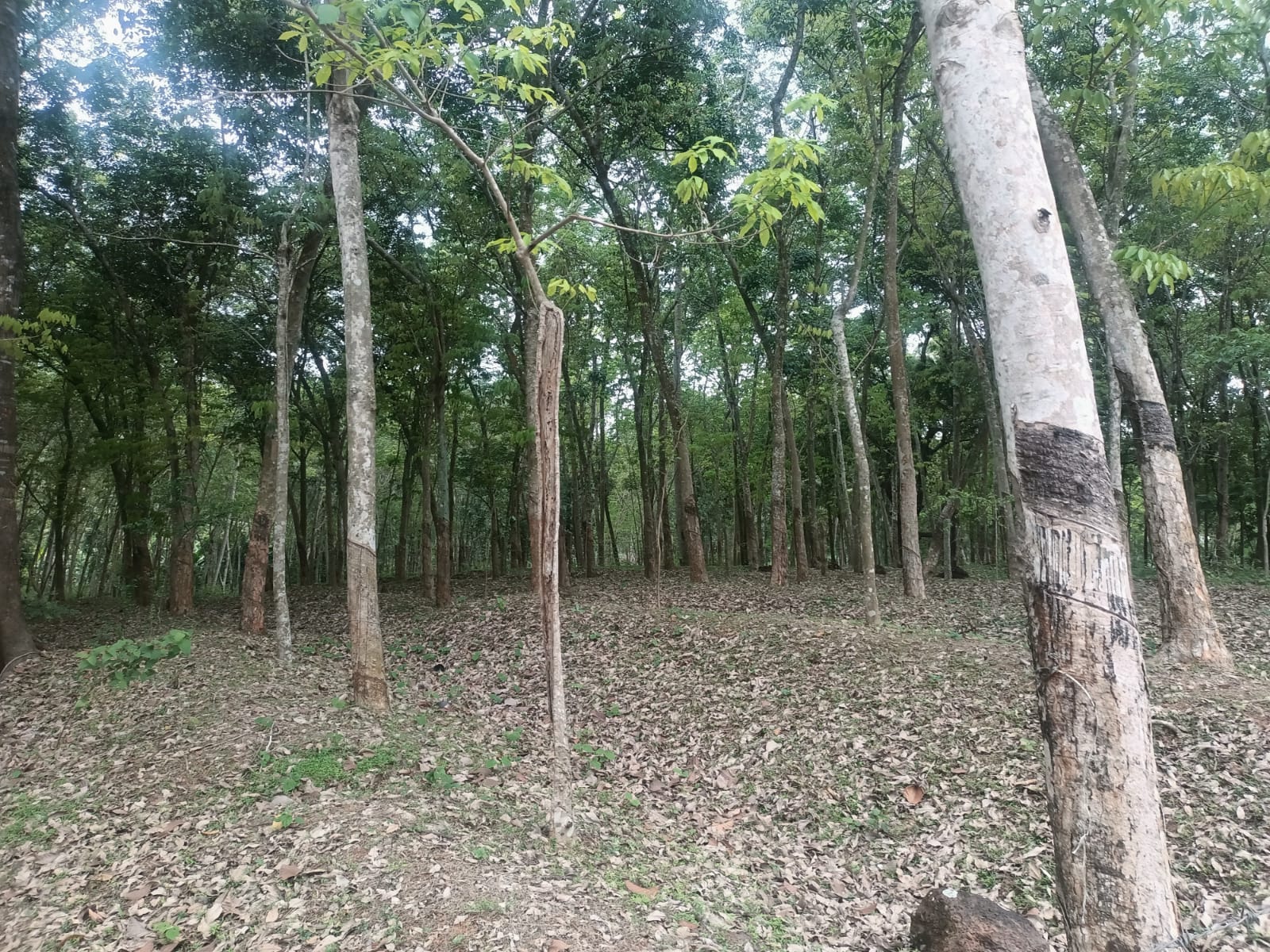 35 Cent Residential Plot for sale in Nattalam