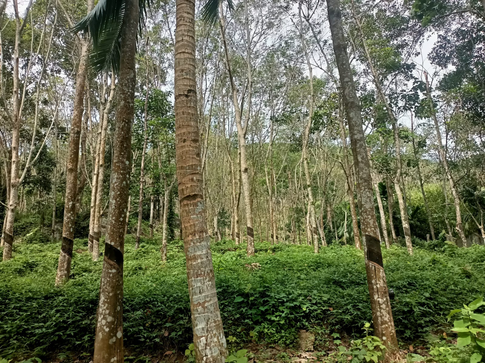 4.50 Acres Agriland (Rubber Trees) for sale in Pathukani