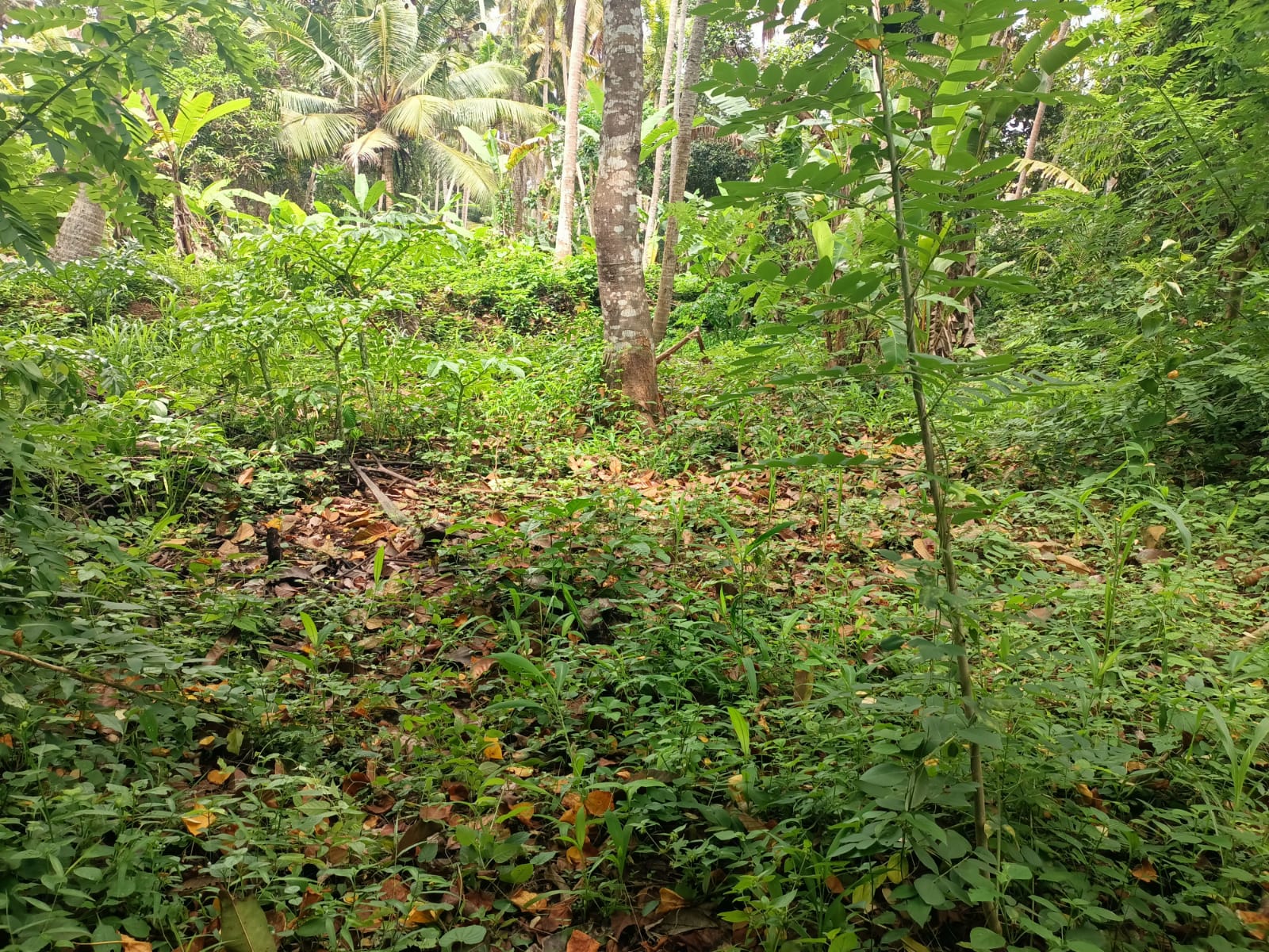 40  Cent Agri Residential(Cocunut Trees) Land for sale in Painkulam