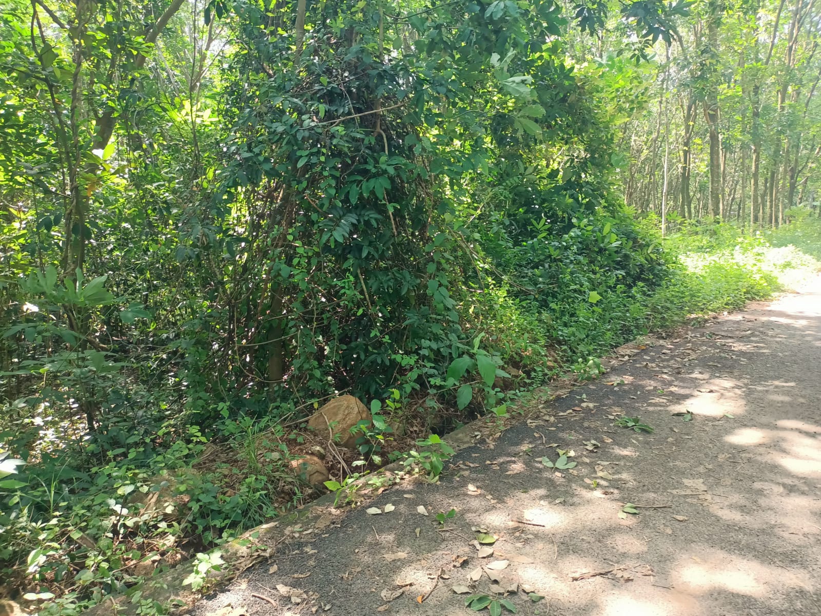 40 Cent Residential Plot for sale in Kaliyal
