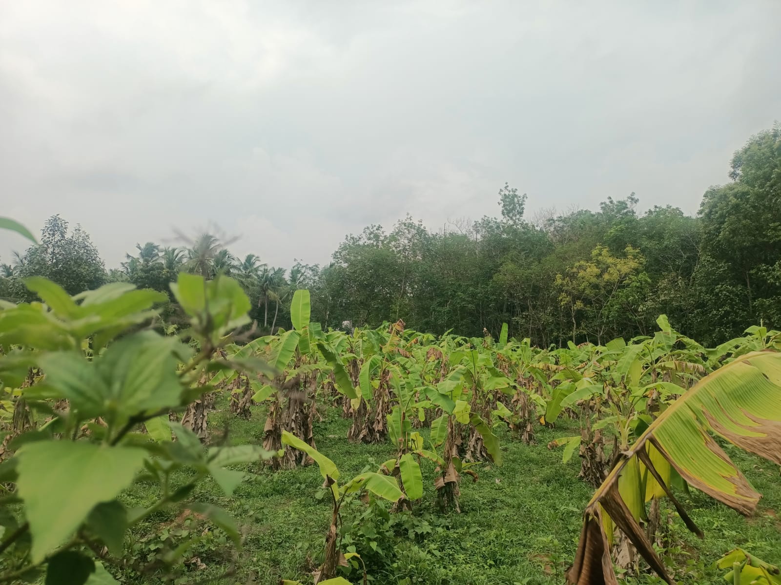 40 Cent Residential Plot for sale in Maruthoorkurichy