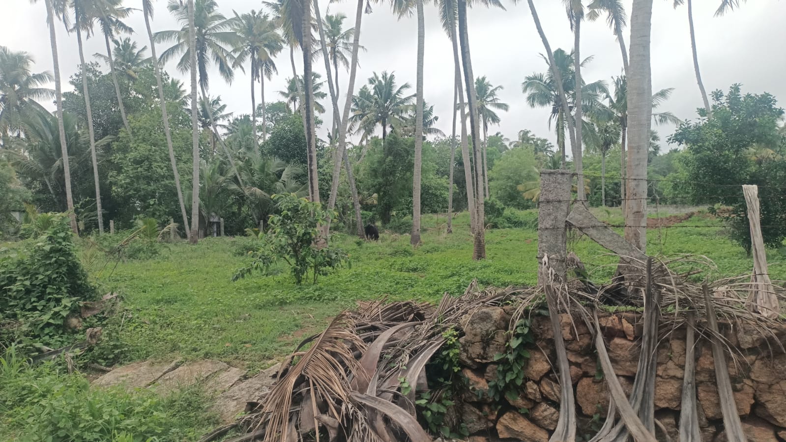 40 Cent  Residential Plot For Sale In Mathicode
