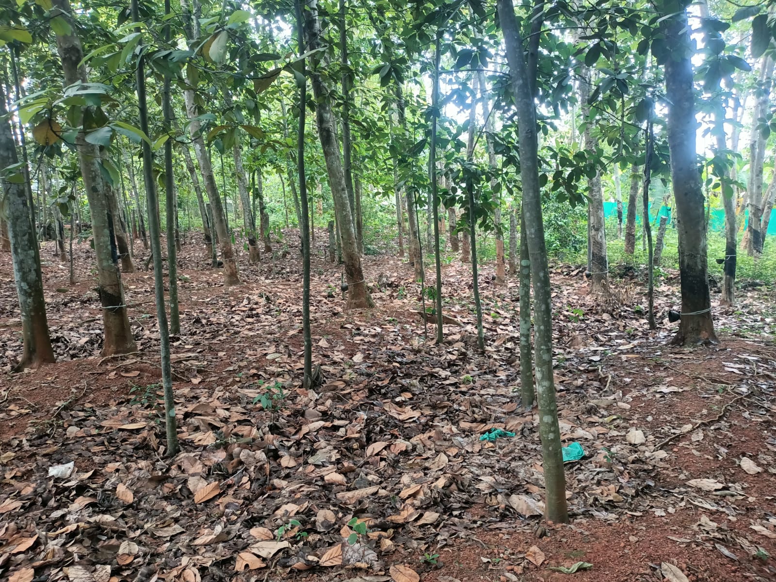 45 Cent Residential Plot for sale in Ponappanagar