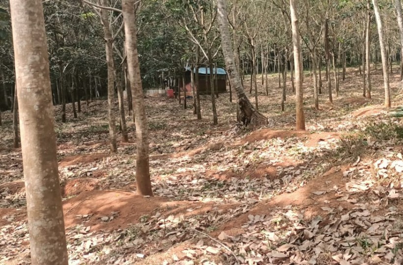 4 Acres Agriland (Rubber Trees) for sale in Mangalam (Kulasekaram)