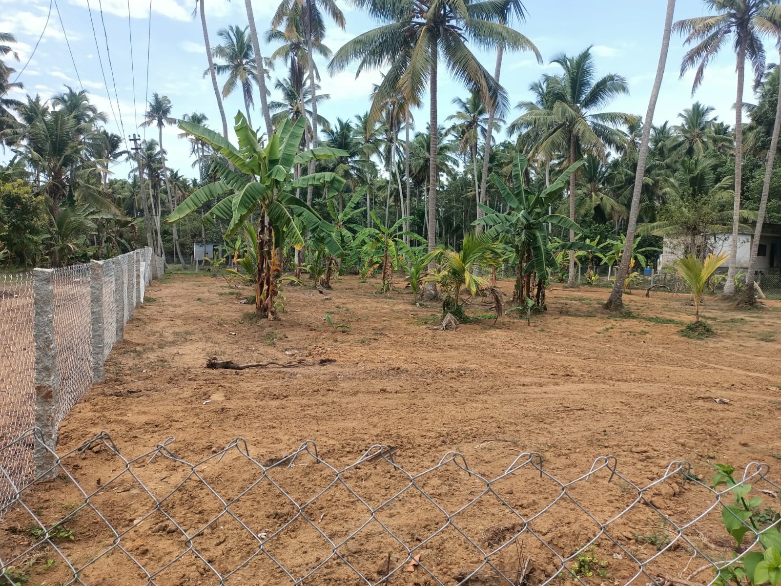 50 Cent Agri &  Residential (coconut Trees & Banana Trees)Land for sale in  Parthivapuram